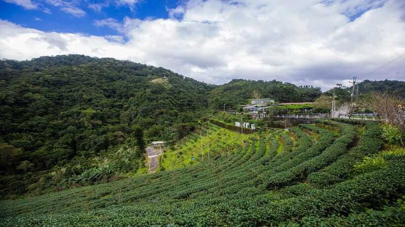 From Taipei: Thousand-Island Lake & Tea Museum Private Tour - Who will enjoy this half-day outing?