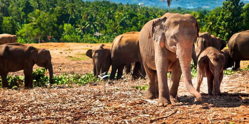 From west coast: Kandy, Tooth temple, Botanical & Tea garden - From the west coast to Kandy
