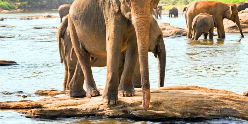 From west coast: Kandy, Tooth temple, Botanical & Tea garden - Who should book this Kandy day trip?