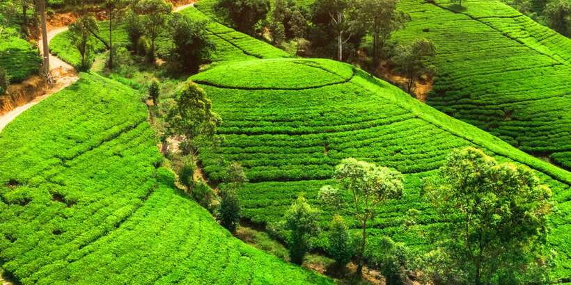 From west coast: Kandy, Tooth temple, Botanical & Tea garden - Matale’s spice garden