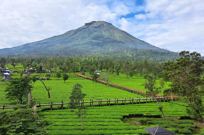 Full-Day Adventure: Tea Plantation & the Mystical Dieng Plateau - Sikidang Crater: steam, hot springs, and volcanic ground