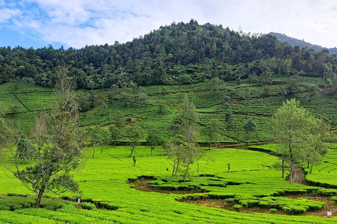 Full-Day Adventure: Tea Plantation & the Mystical Dieng Plateau - What the private vehicle changes