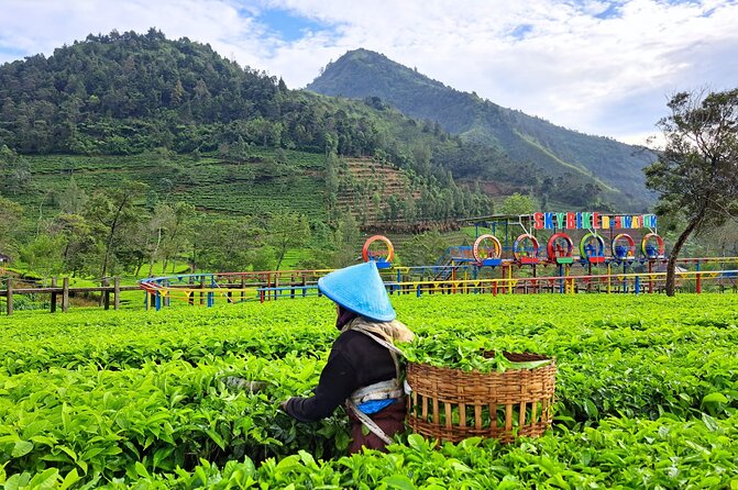 Full-Day Adventure: Tea Plantation & the Mystical Dieng Plateau - Timing, food, and what to bring