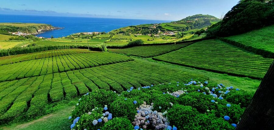 Full Day: Furnas, Tea Plantations & More With Lunch - Furnas shows the volcano at work