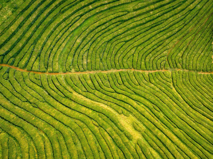 Full Day: Furnas, Tea Plantations & More With Lunch - What the small group changes