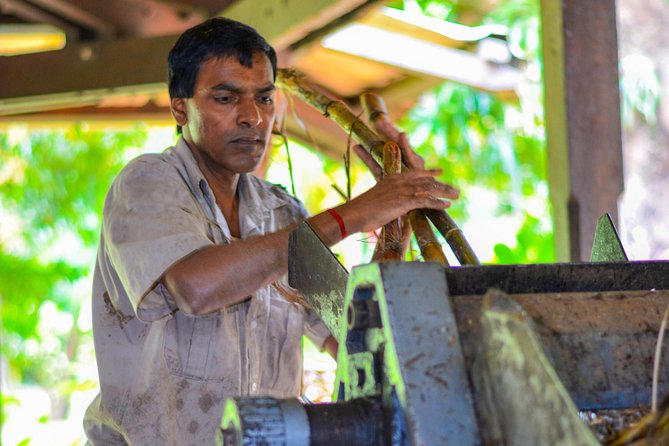 Full Day Guided Tea Route Mauritius: Including Lunch - Why the tea route makes a good full-day outing