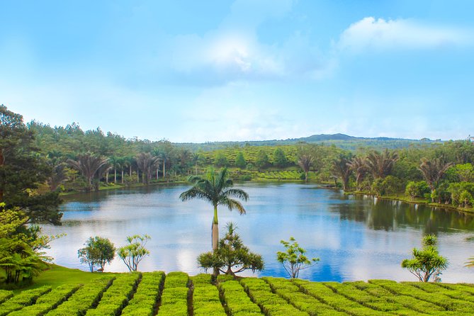 Full Day Guided Tea Route Mauritius: Including Lunch - Bois Cheri: the heart of the tea portion