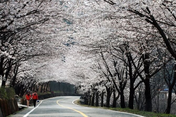 Full-day Hadong, Gwangyang, Cherry blossom, Green Tea Fields Private Tour - Why this day trip reaches places Busan cannot
