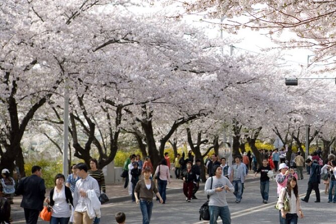 Full-day Hadong, Gwangyang, Cherry blossom, Green Tea Fields Private Tour - Walking the Seomjin River cherry blossom road