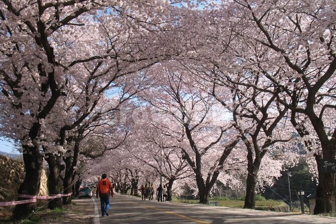 Full-day Hadong, Gwangyang, Cherry blossom, Green Tea Fields Private Tour - Ssanggyesa Temple beneath Jirisan Mountain