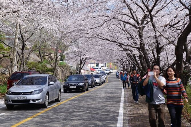 Full-day Hadong, Gwangyang, Cherry blossom, Green Tea Fields Private Tour - Dosim Dawon, where tea grows among rocks