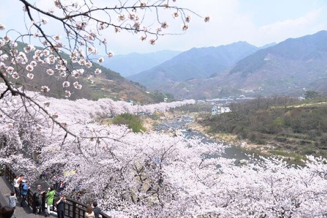 Full-day Hadong, Gwangyang, Cherry blossom, Green Tea Fields Private Tour - Hong Ssang-ri Plum Village and the seasonal catch