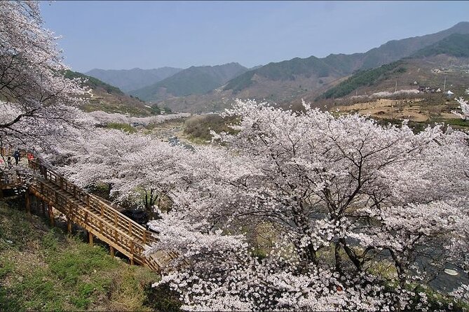 Full-day Hadong, Gwangyang, Cherry blossom, Green Tea Fields Private Tour - How the private format changes the day