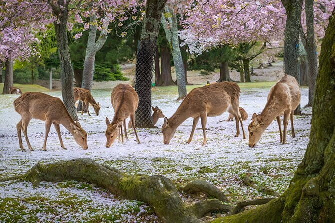 Full Day Nara Deer, Temple, Shrine, Activities & Tea Ceremony - Kasuga Taisha shows Nara’s Shinto side
