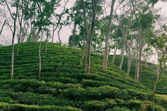 Full Day Sreemangal Tea Garden & National Park Hiking Tour - Tea gardens stretching toward Madhabpur Lake