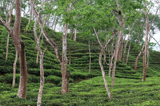 Full Day Sreemangal Tea Garden & National Park Hiking Tour - The quiet waters of Madhabpur Lake