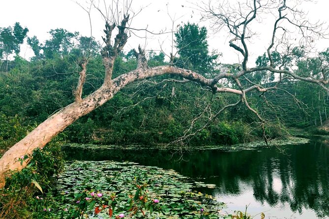 Full Day Sreemangal Tea Garden & National Park Hiking Tour - What the guide adds to the day