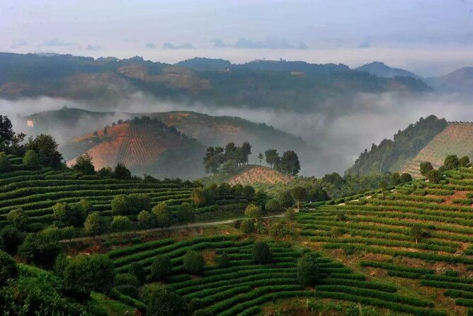 Full-day Tour: Spectacular Sunrise, Tea Plantation & Sunset - Booking details worth checking first
