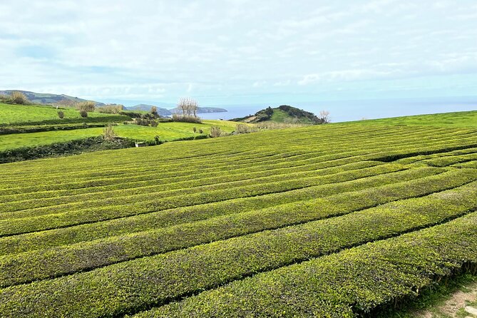 Furnas Vale, Gorreana Tea Factory Private Van Tour - Praia do Areal de Santa Barbara: black sand and Atlantic force