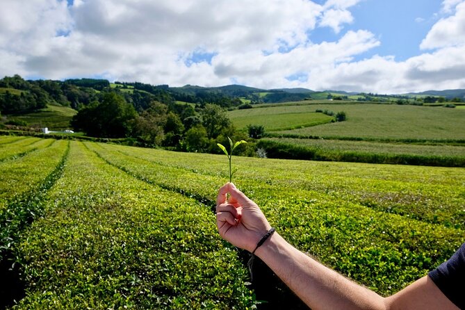 Furnas Volcano & Tea Plantation With Traditional Lunch, East Tour - Pico do Ferro opens the Furnas caldera