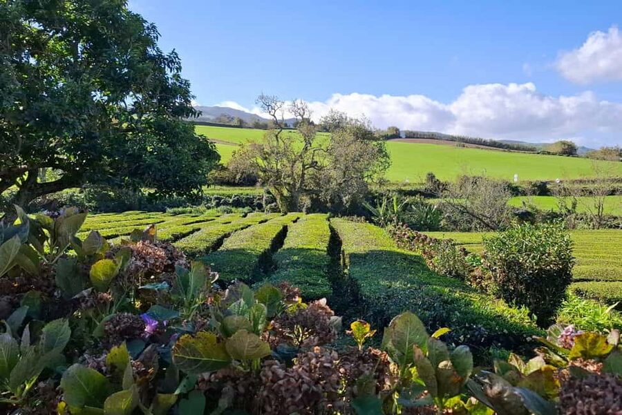 Furnas: Volcano Wonders, Tea Plantation & Waterfall Tour - Gorreana Tea Factory, the tour’s most distinctive stop