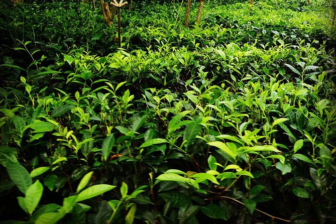 Galle Day Tour and Tea Plantation from Bentota & Other Places - Two hours inside Galle Dutch Fort