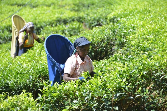 Galle Day Tour and Tea Plantation from Bentota & Other Places - Koggala stilt fishermen: a quick, iconic stop