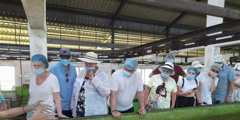 Galle Day Trip with River Safari, Sea Turtles & Tea Factory - Is $95 good value for this day?