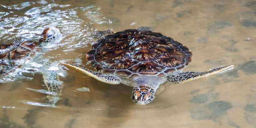Galle Day Trip with River Safari, Sea Turtles & Tea Factory - Meet the work behind turtle conservation