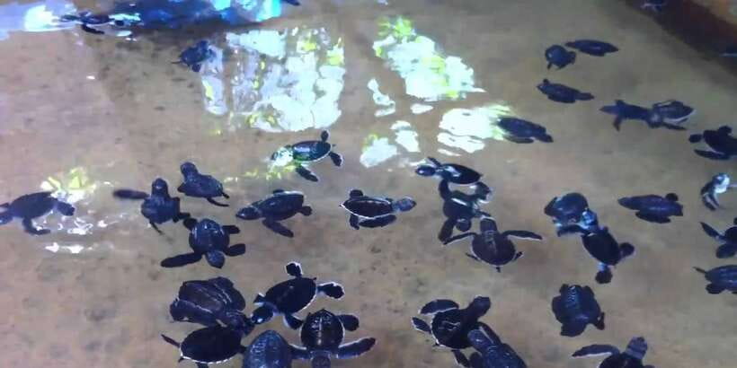 Galle Day Trip with River Safari, Sea Turtles & Tea Factory - What the private format really adds
