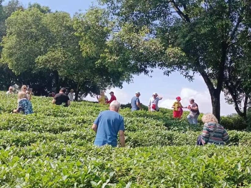 Guilin: City Tour with Elephant Hill & Ming Tea Tasting - Why this four-hour Guilin outing works