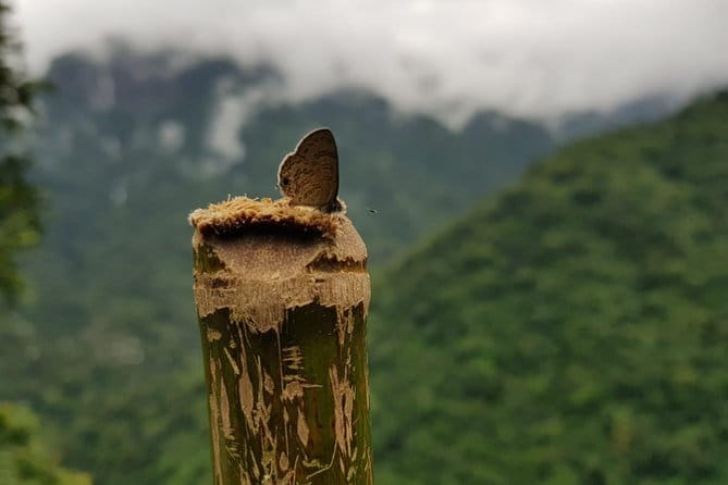Guwahati Tea Garden tour @ Amchong - Practical tips before you go
