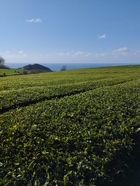 Half Day Fire Lake, Pineapple & Tea by SUV - Descending toward Ribeira Grande by alternative roads