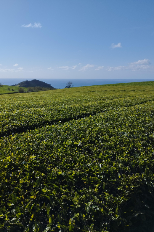 Half Day Fire Lake, Pineapple & Tea by SUV - Ribeira Grande, black sand, and the surf coast