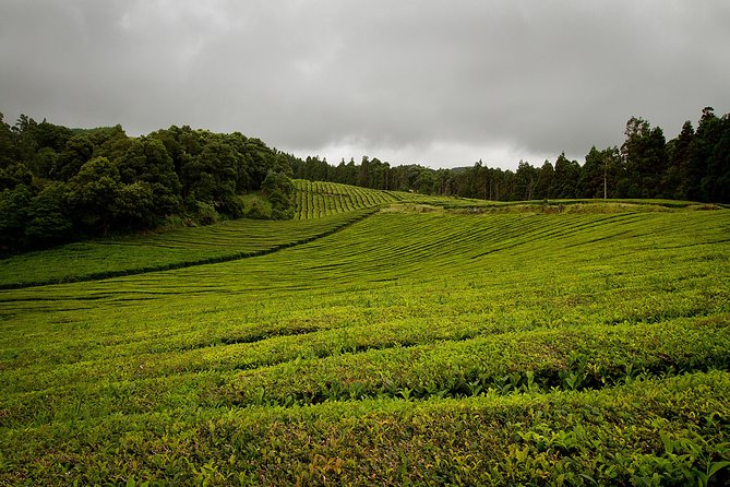 Half day Gorreana - Pedestrian Walk and Tea Tasting (Min. 2 persons) - Key points to know before you book