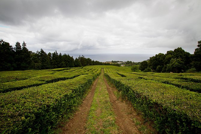 Half day Gorreana - Pedestrian Walk and Tea Tasting (Min. 2 persons) - A morning from Ponta Delgada to the north coast