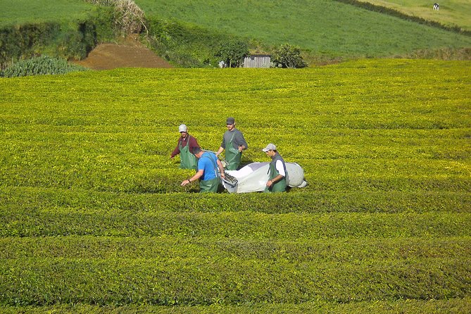 Half day Gorreana - Pedestrian Walk and Tea Tasting (Min. 2 persons) - The guides are a major part of the value