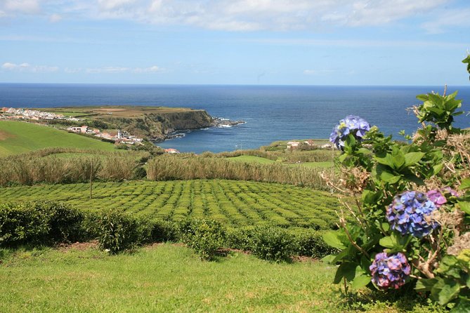 Half day Gorreana - Pedestrian Walk and Tea Tasting (Min. 2 persons) - Who should book this walk?