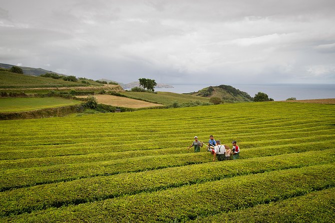 Half day Gorreana - Pedestrian Walk and Tea Tasting (Min. 2 persons) - Walking into Gorreana’s tea fields