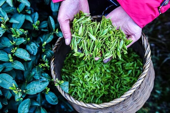 Half-Day Hangzhou Jiuxi Stream and Tea Plantation Experience - What the private format changes