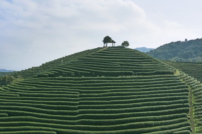 Half-Day Hangzhou Jiuxi Stream and Tea Plantation Experience - Who will enjoy this outing most