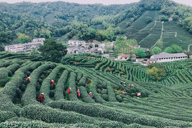 Half-Day Hangzhou Jiuxi Stream and Tea Plantation Experience - Longjing tea fields and hillside village views