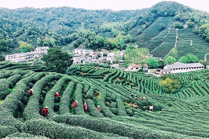 Half-Day Hangzhou Private Tour with Green Tea Village and Lingyin Temple - A walk through Longjing Green Tea Village