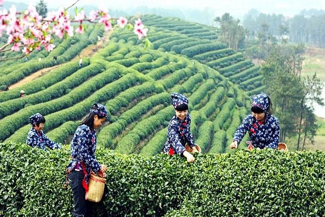 Half-Day Hangzhou Private Tour with Green Tea Village and Lingyin Temple - Lingyin Temple, an active place of worship