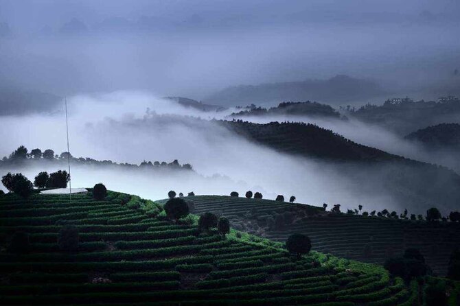 Half-day Tour: Largest Tea Plantation & Amazing Xianggong Hill - Learning tea at the lodge