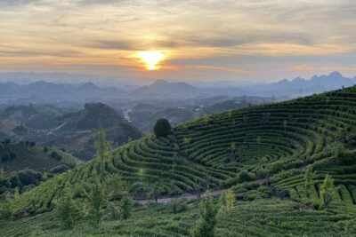Half-day Tour: Largest Tea Plantation & Amazing Xianggong Hill