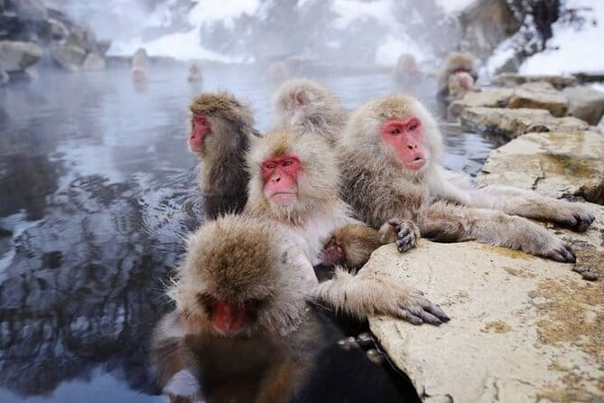 Half-Day Zenkoji Tour with Tea Experience - What the $121.50 price gives you