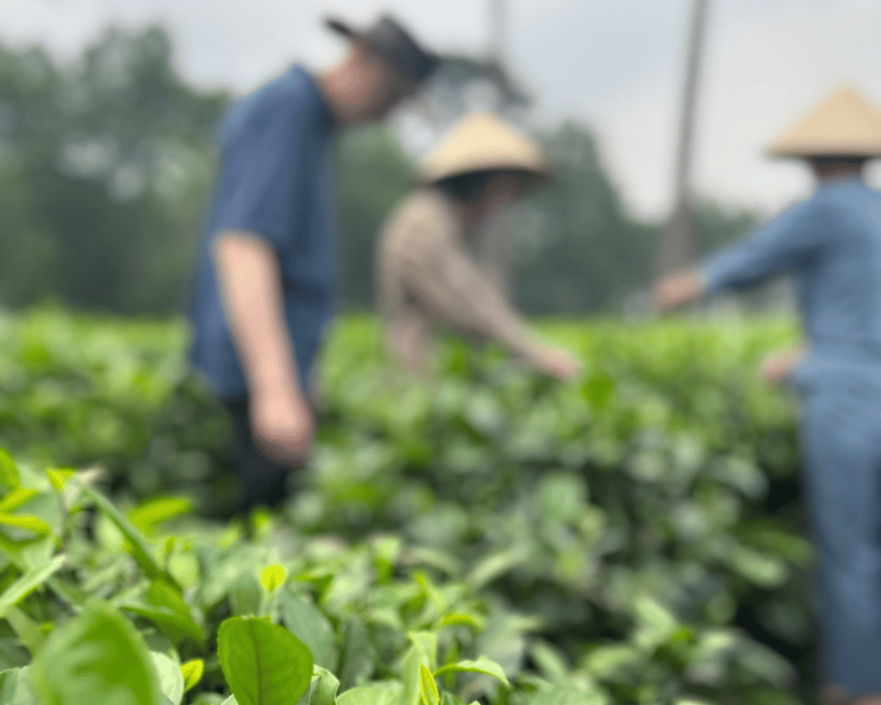 Hanoi Eco Tour: Ba Vi National Park Wonders & Tea Plantation - Leaving Hanoi for the pine forest