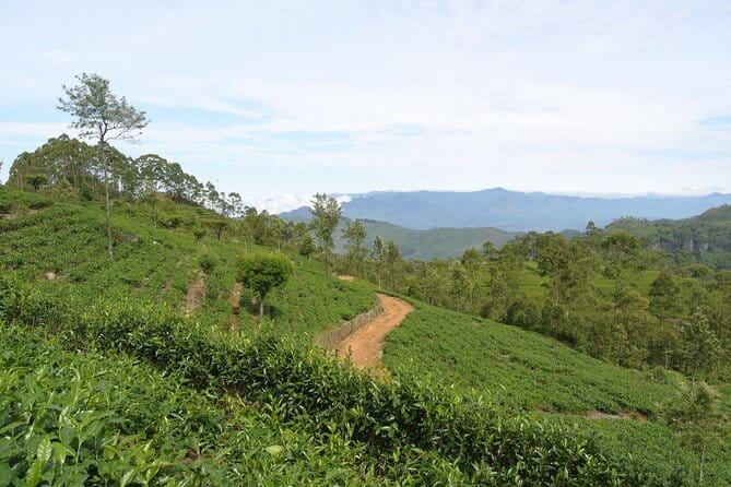 Haputale Tea Estate Walking Tour From Ella - Leaving Ella for Haputale’s tea country