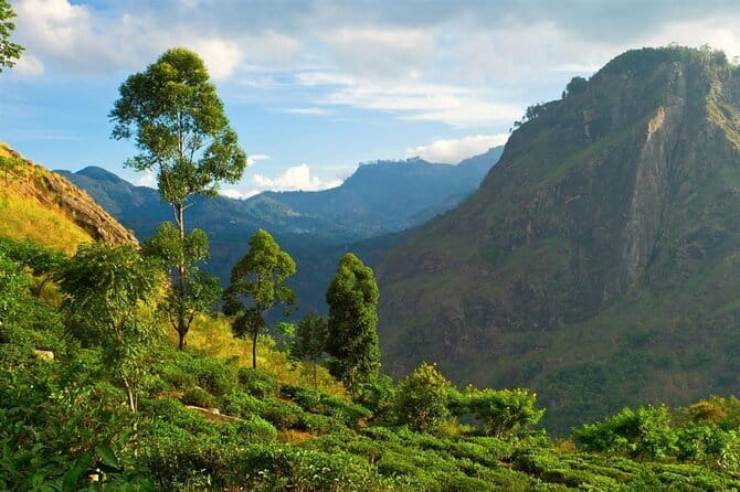 Haputale Tea Estate Walking Tour From Ella - Walking the Dambethenna Tea Trail